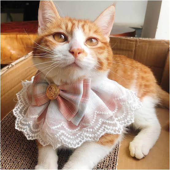 PSK PET MART Nylon Cute Bowtie Cat Dog Collar Lace Collar Pets Scarf Accessories for PET Birthday Party Holiday Daily 1 Pcs Collar for Dogs, Multi-Coloured